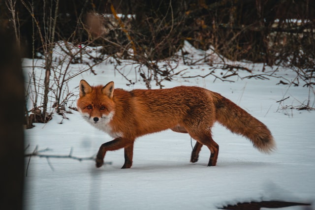 Fox in winter landscape